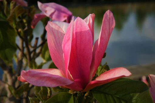 Magnolia 'Daybreak' - Afbeelding 2