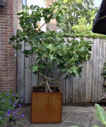 Cortenstaal bak 80x80x60