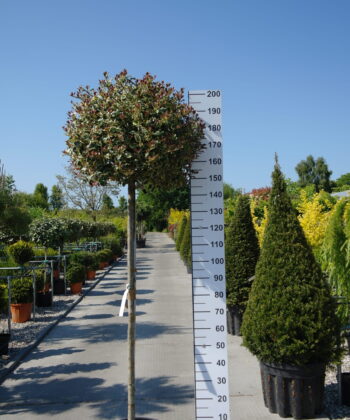 Ilex aquifolium 'Variegata Aurea'