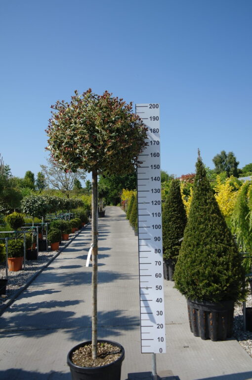 Ilex aquifolium 'Variegata Aurea'