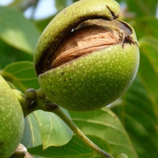 Juglans Regia 'Buccaneer' - walnoot