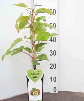 Actinidia arguta 'Kens Red' Vrouwelijk