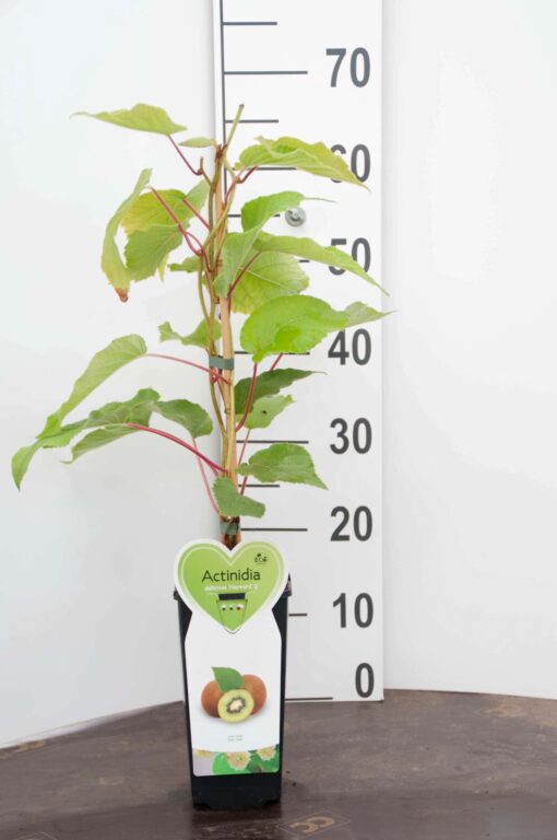 Actinidia arguta 'Kens Red' Vrouwelijk
