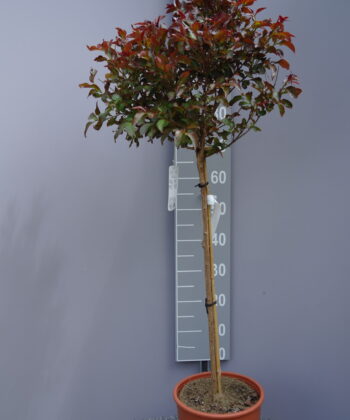 Lagerstroemia Indica 'Rhapsody in pink' op stam