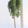 Larix Kaempferi 'Stiff Weeper'
