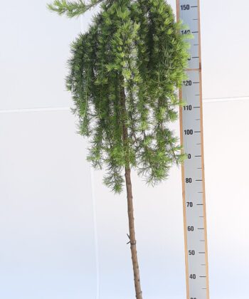 Larix Kaempferi 'Stiff Weeper'