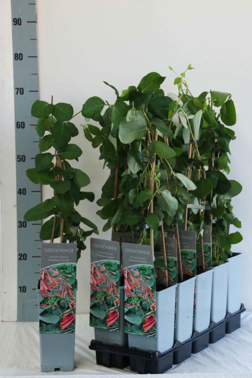 Lonicera 'Dropmore Scarlet' - Struikkamperfoelie - Afbeelding 2