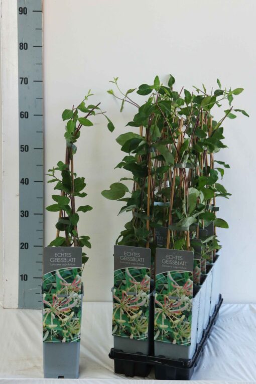 Lonicera 'Caprifolium' - Struikkamperfoelie - Afbeelding 2
