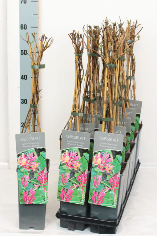 Lonicera Heckrotti 'American Beauty' - Struikkamperfoelie - Afbeelding 2