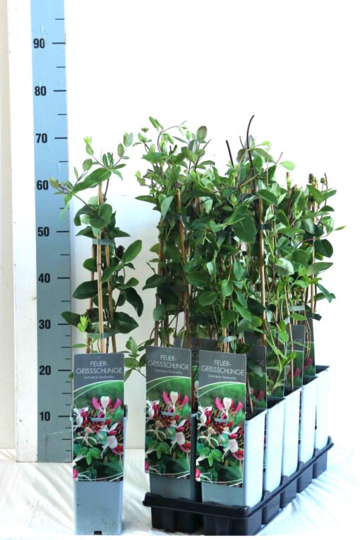 Lonicera Heckrotti - Struikkamperfoelie - Afbeelding 2