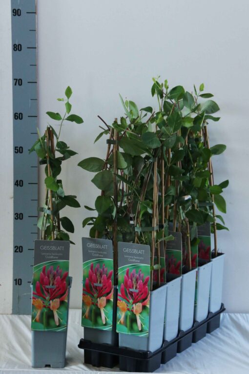 Lonicera Heckrotti 'Goldflame' - Struikkamperfoelie - Afbeelding 2