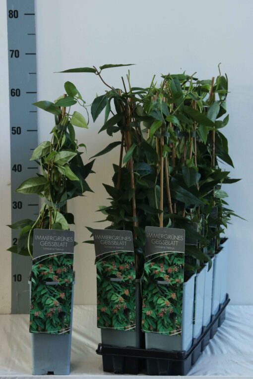 Lonicera Henryi - Struikkamperfoelie - Afbeelding 2