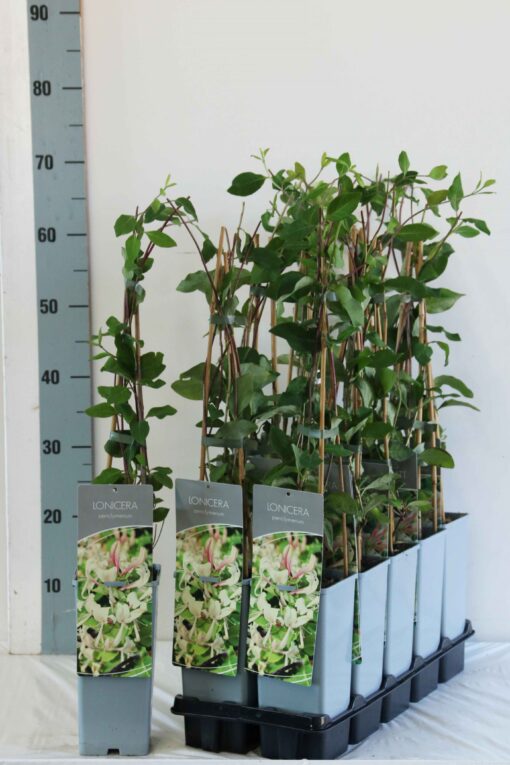 Lonicera Periclymenum- Struikkamperfoelie - Afbeelding 2