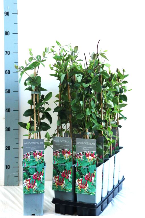 Lonicera Periclymenum 'Serotina'- Struikkamperfoelie - Afbeelding 2