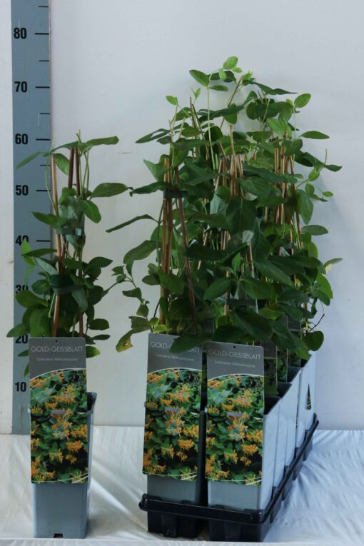 Lonicera Tellmanniana - Struikkamperfoelie - Afbeelding 2