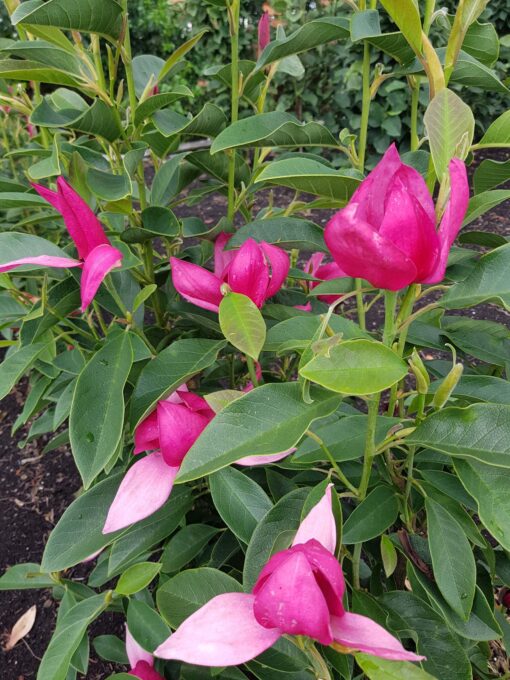 Magnolia 'Pink Pyramid' pbr - Afbeelding 2