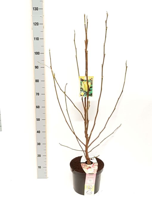 Magnolia 'Daphne'
