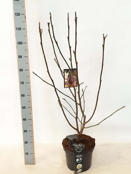 Magnolia 'Black Beauty'
