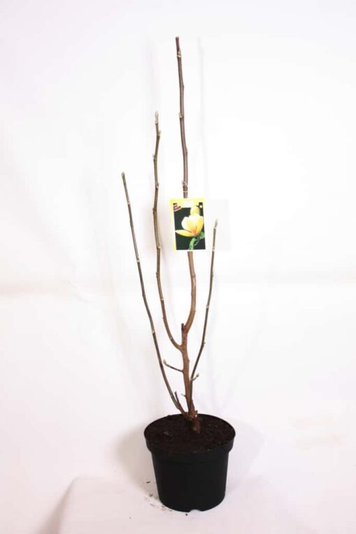 Magnolia 'Sunsation'