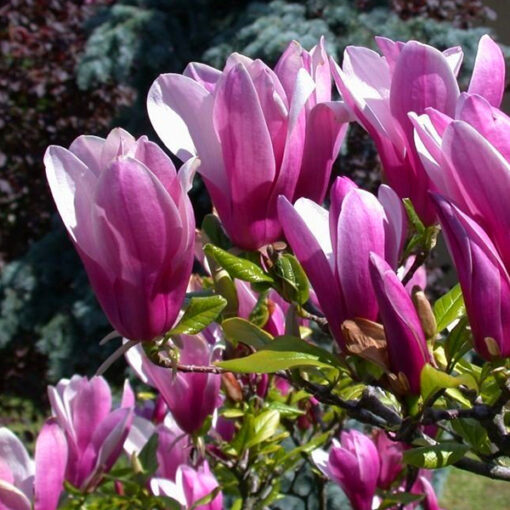 Magnolia Susan - Afbeelding 2