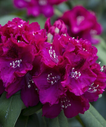 Rhododendron 'Marie Fortier' paars