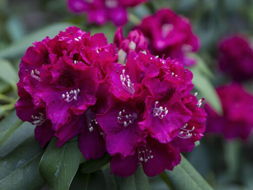 Rhododendron 'Marie Fortier' paars