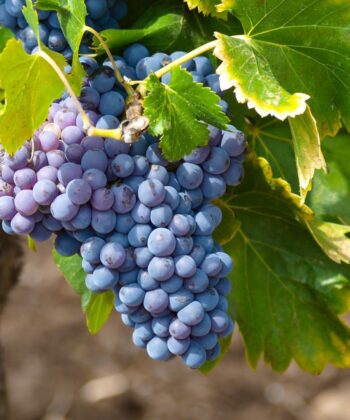 Vitis Vinifera 'Muscat Blue' - Muskaatdruif