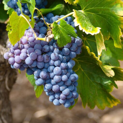 Vitis Vinifera 'New York Muscat' - Muskaatdruif