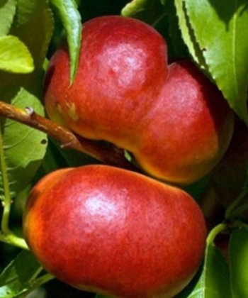 Prunus n. Flateryna - platte perzik
