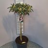 Rhododendron koichiro op stam