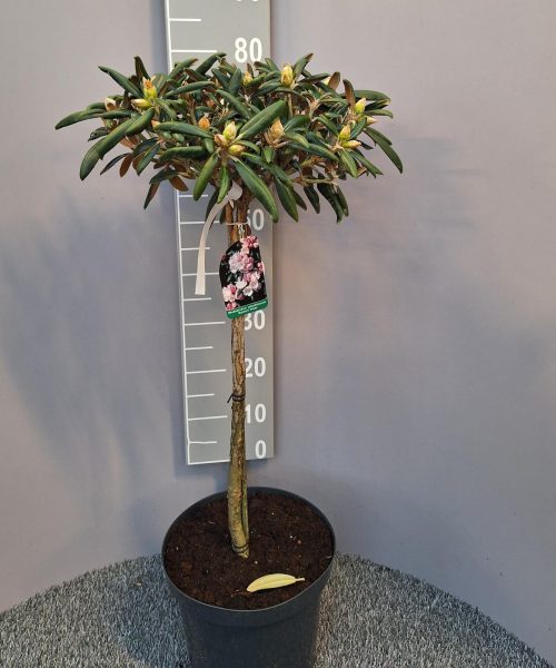 Rhododendron koichiro op stam