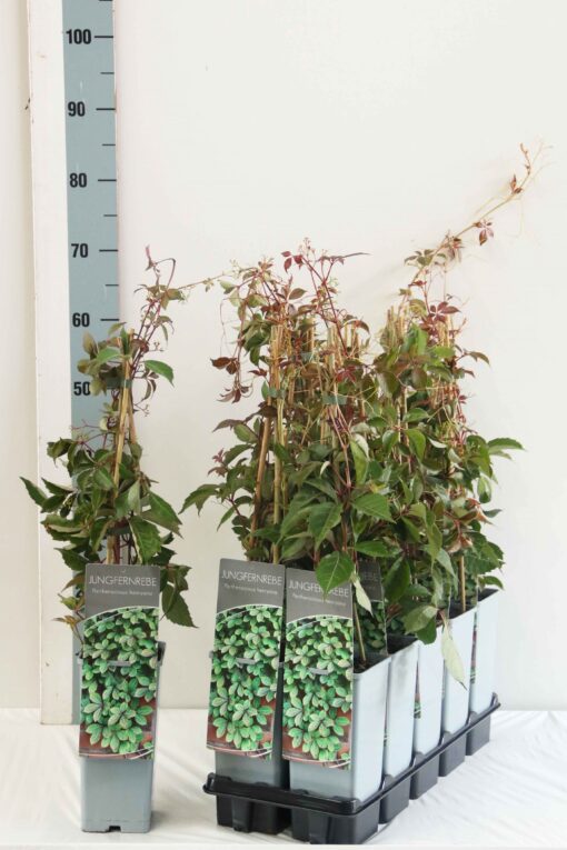 Parthenocissus 'Henryana' - Wilde Wingerd - Afbeelding 2