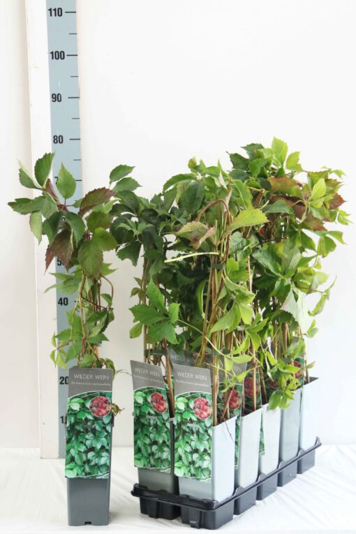 Parthenocissus Quinquefolia- Wilde Wingerd - Afbeelding 2