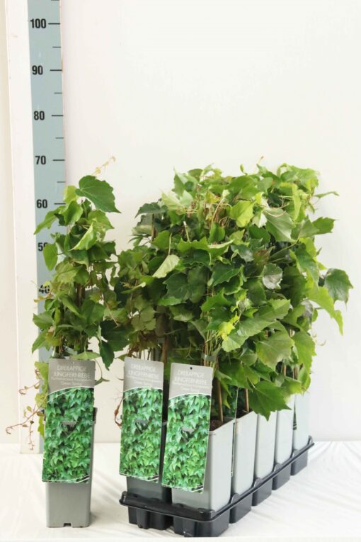 Parthenocissus 'Green  Spring' - Wilde Wingerd - Afbeelding 2