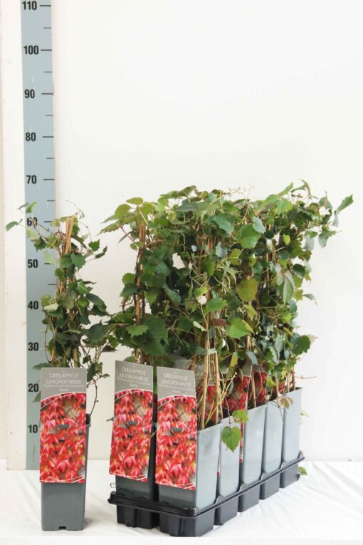 Parthenocissus tr. 'Veitchii'- Wilde Wingerd - Afbeelding 2