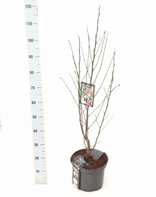 Magnolia Cleopatra