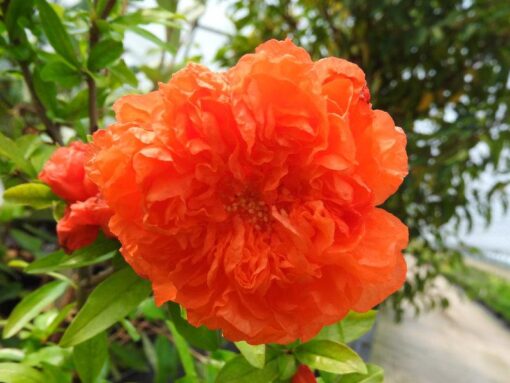 Punica granatum 'Maxima rubra' - bloeiende Granaatappelboom - Afbeelding 3