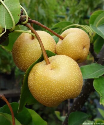 Nashipeer halfstam (Pyrus pyrifolia 'Hosui')