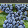Vaccinium corymbosum ‘Ama' - Blauwe bes