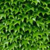 Parthenocissus 'Green  Spring' - Wilde Wingerd
