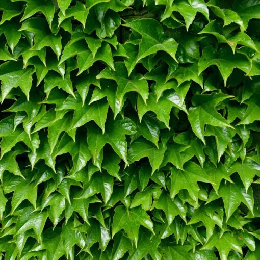 Parthenocissus 'Green  Spring' - Wilde Wingerd