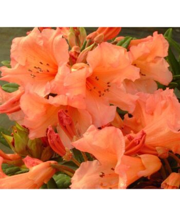 Rhododendron 'Tortoisehell Orange' - oranje