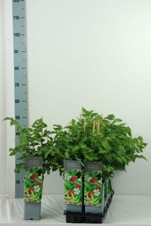 Rubus illecebrosus - Aardbeiframboos - Afbeelding 2