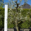 Pyrus Conference