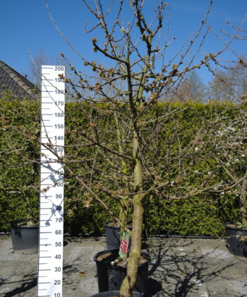 Prunus avium 'Regina'