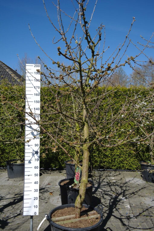 Prunus avium 'Regina'