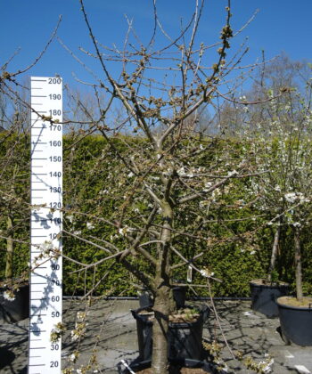 Prunus avium 'Kordia'