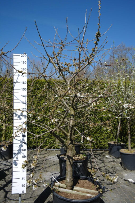 Prunus avium 'Kordia'