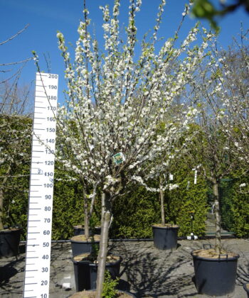 Prunus domestica 'Mirabelle de Nancy' halfstam
