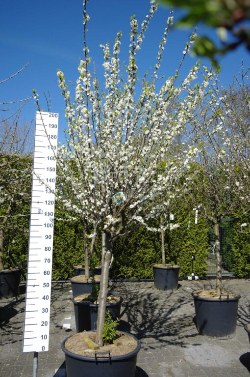 Prunus domestica 'Mirabelle de Nancy' halfstam